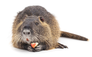 Large brown nutria. © voren1
