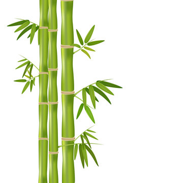 Vector isolated realistic illustration of green organic bamboo plant isolated on white background.
