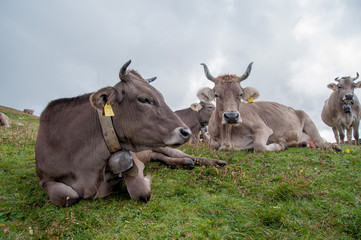 cow grazing in freedomcow