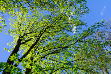 Trees from below against blue sky.