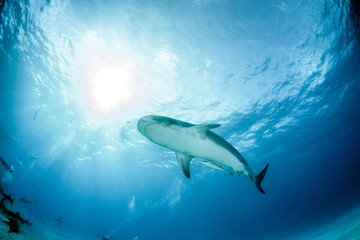 Tiger Shark at Tigerbeach, Bahamas