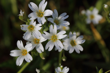 White, small, modest wildflowers