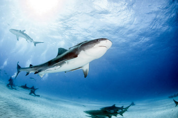 Naklejka premium Tiger Shark at Tigerbeach, Bahamas