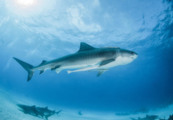 Tiger Shark at Tigerbeach, Bahamas