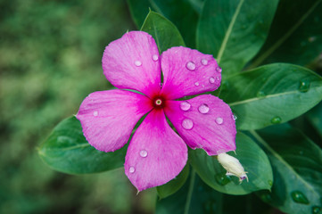 rain drops on purple flower Catharanthus roseus
