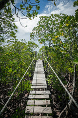 Obraz premium wooden bridge over green mangroves