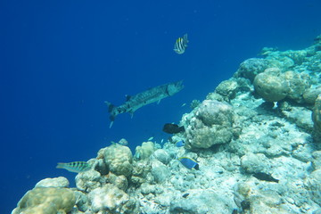 Fototapeta na wymiar Great barracuda