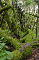 Beautiful evergreen forest in Garajonay national park on La Gomera island.