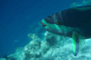 Fototapeta na wymiar Bullethead parrotfish