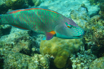 Fototapeta na wymiar Heavybeak parrotfish