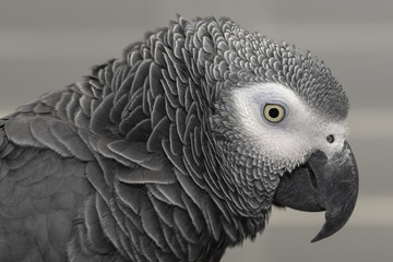 Obraz premium African Grey Parrot Portrait