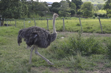 avestruz doceo