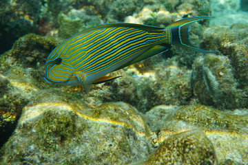 Fototapeta na wymiar Lined surgeonfish