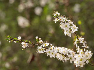 spring light white blossom branch being in flower