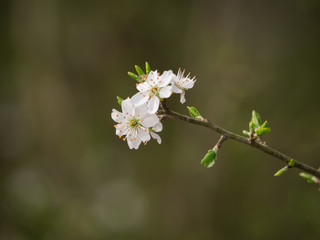 spring light white blossom being in flower close up