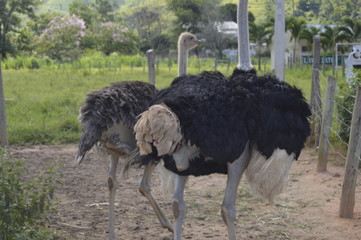 avestruz doceo