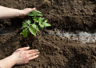 Planting tomato seedling in dirt