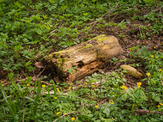 Rotten wood in spring meadow life and death memento mori