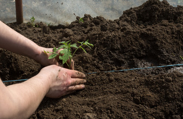 Planting tomato seedling in dirt