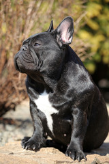 French Bulldog Spring garden 