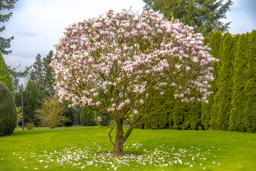 Beautiful purple magnolia tree called 'big Dude' - obrazy, fototapety, plakaty