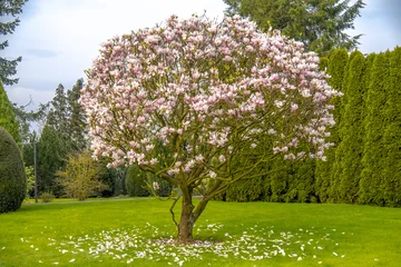 Gardinen Beautiful purple magnolia tree called 'big Dude' © Lukassek