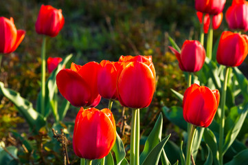 Obraz premium colorful tulips in early spring in the garden