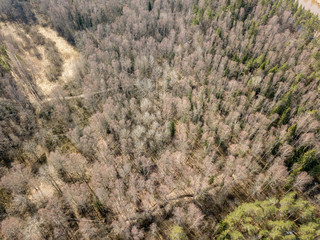 drone image. aerial view of forest from above trees with long shadows