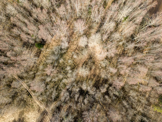 drone image. aerial view of forest from above trees with long shadows