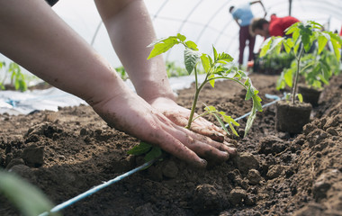 Tomato seedlings planting in greenhouse