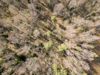 drone image. aerial view of forest from above trees with long shadows