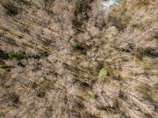 drone image. aerial view of forest from above trees with long shadows