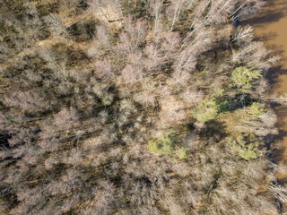 drone image. aerial view of forest from above trees with long shadows