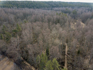 drone image. aerial view of endless forests