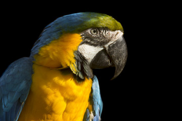 Ara Parrot