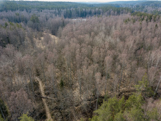 drone image. aerial view of endless forests