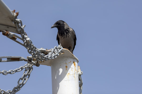 Raven (Corvus corax)