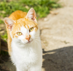 Orange,white cat looking straight to camera,domestic cat