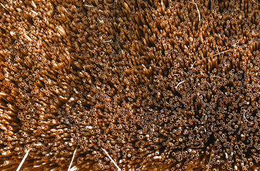brown texture of dried small straw branches