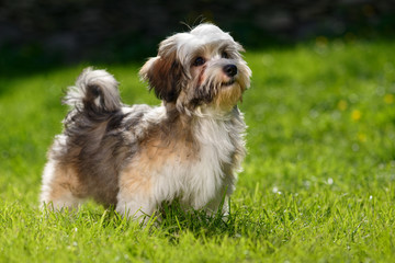 Cute little Havanese puppy stands in the grass and looks up © mdorottya