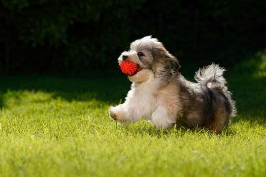 Playful havanese puppy running with his red ball in the grass