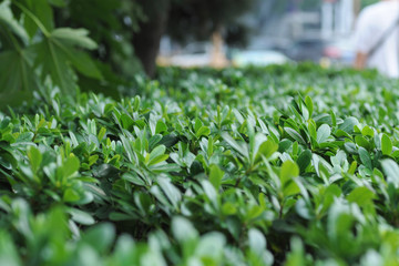 hedge on a city background