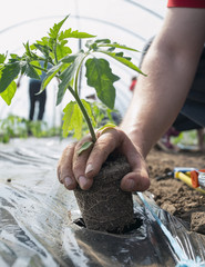 Tomato seedlings planting in greenhouse