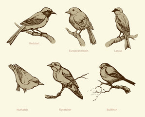 Vector set of birds: Bullfinch, Redstart, Nuthatch, Flycatcher, Lanius, Robin