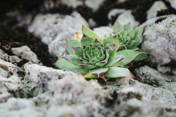 Common houseleek grows from the stone