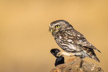 Little owl with prey sitting on a stone