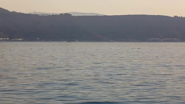 Dolphins in Bosphorus
