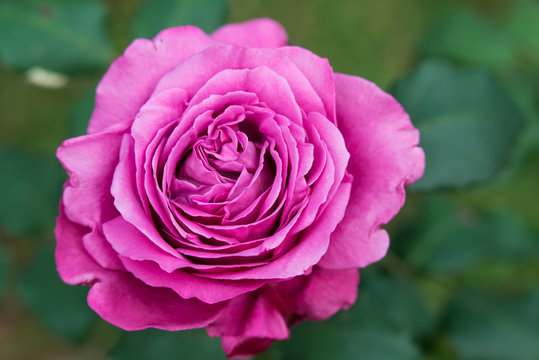 Macro photo of flowers, pink rose