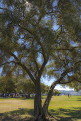 Obraz premium refreshing shade under the tree in the summer park, blurry image