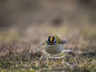 Firecrest in short grass looking at you